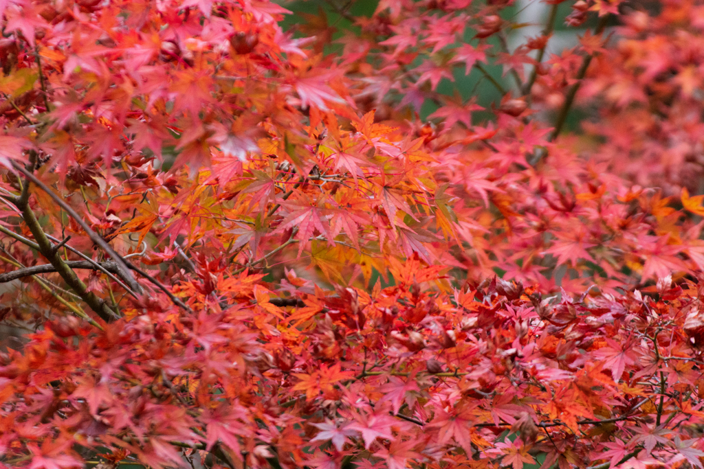 一足早い紅葉