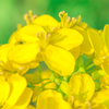 菜の花②
