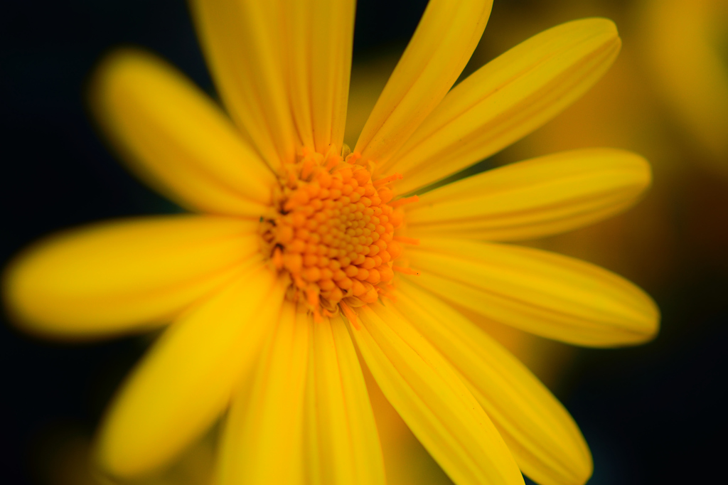 Flower①