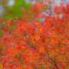 箕面の紅葉