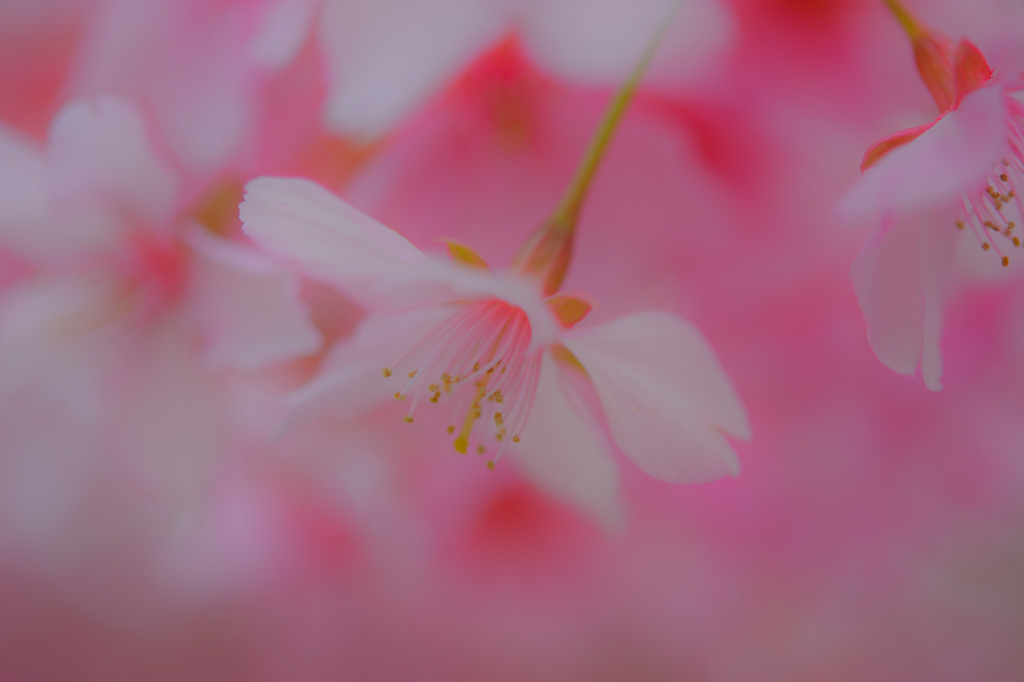 河津桜④