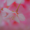 河津桜④