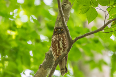 初めてアオバズクを撮りました