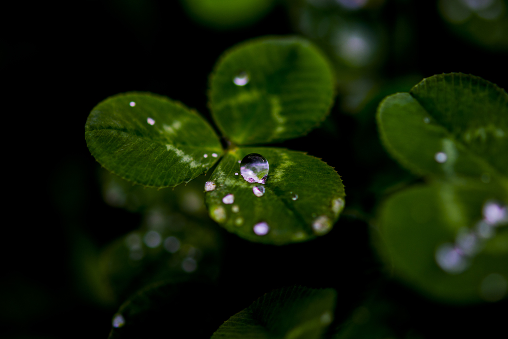雨上がりに…