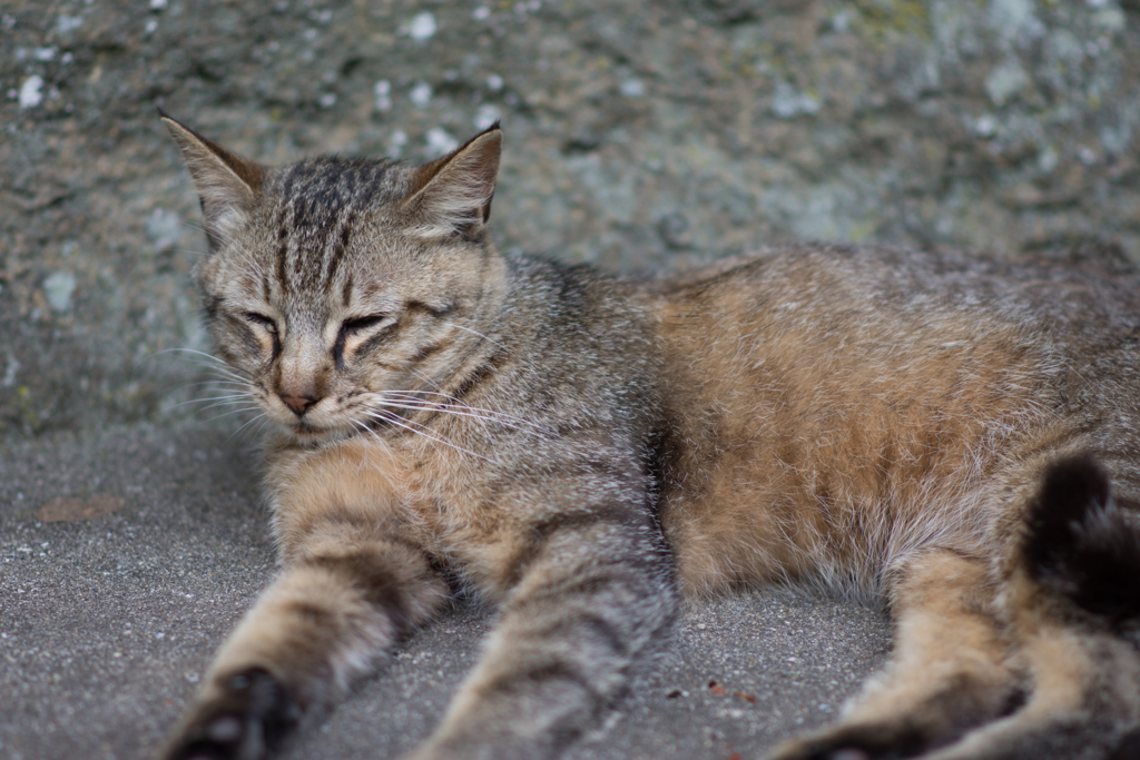 吾輩は猫である①