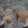 吾輩は猫である①