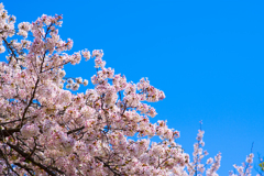 桜⑦
