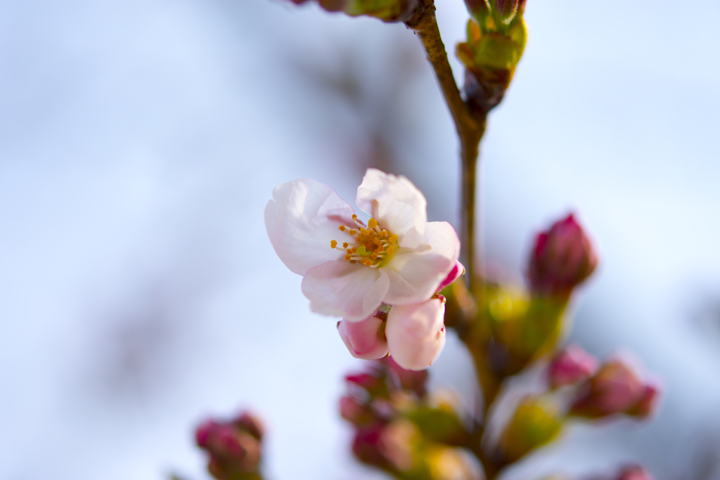 今年も桜の季節がやって来た①