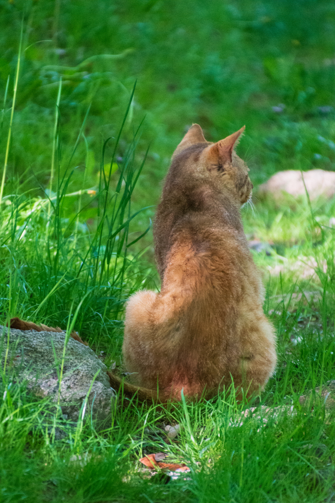 吾輩は猫である