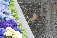 一眼レフが直りました⑤