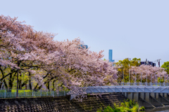 桜⑨