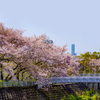 桜⑨