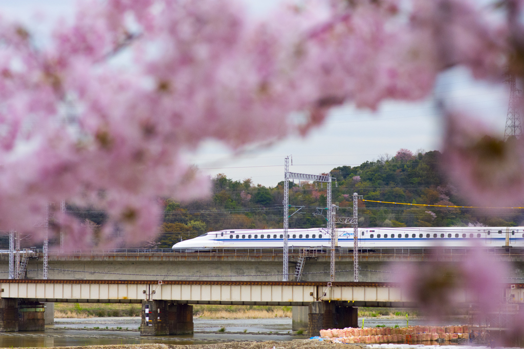 桜⑤