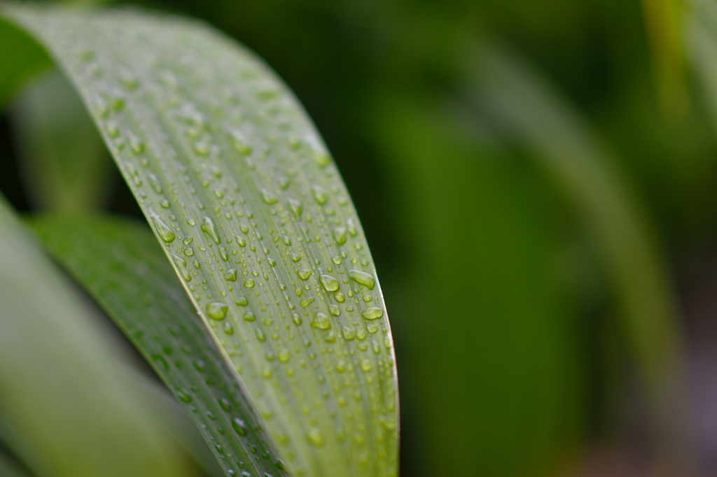 雨の日しずく⑥