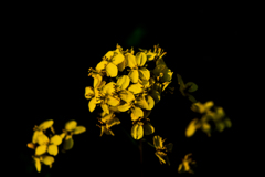 菜の花①