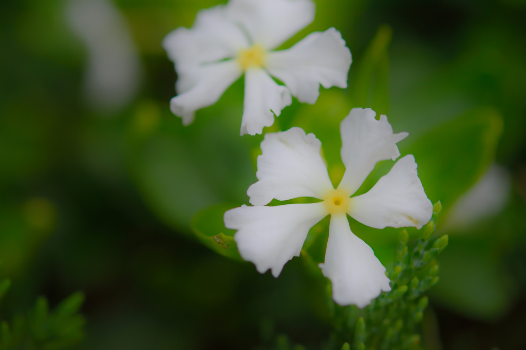 ふんわり花