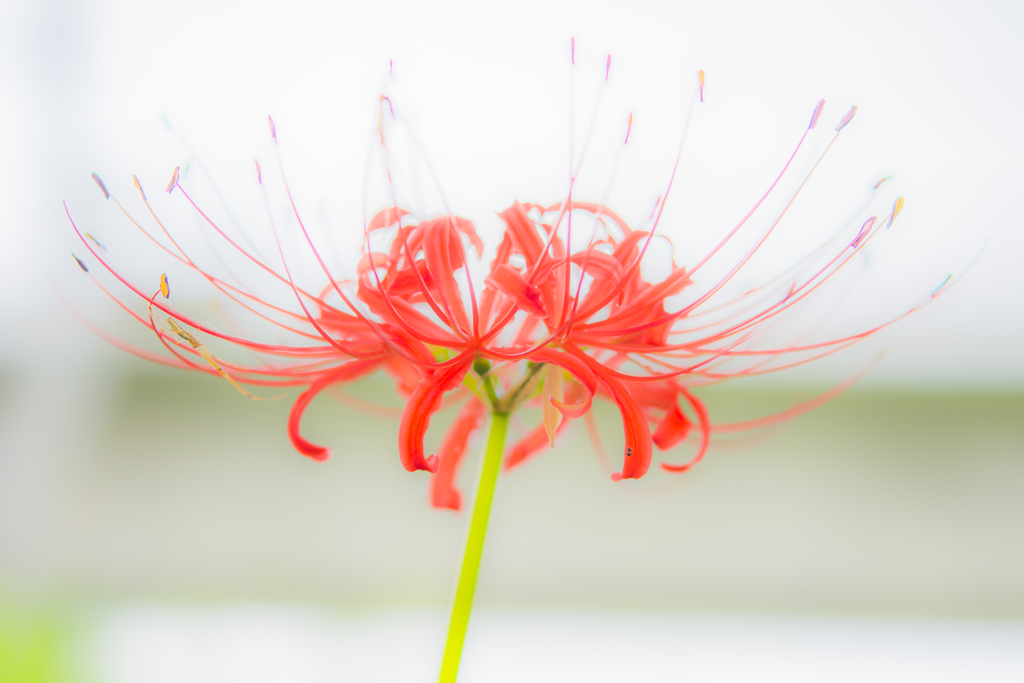 彼岸花③