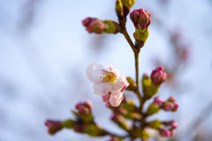 今年も桜の季節がやってきた②