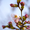 今年も桜の季節がやってきた②