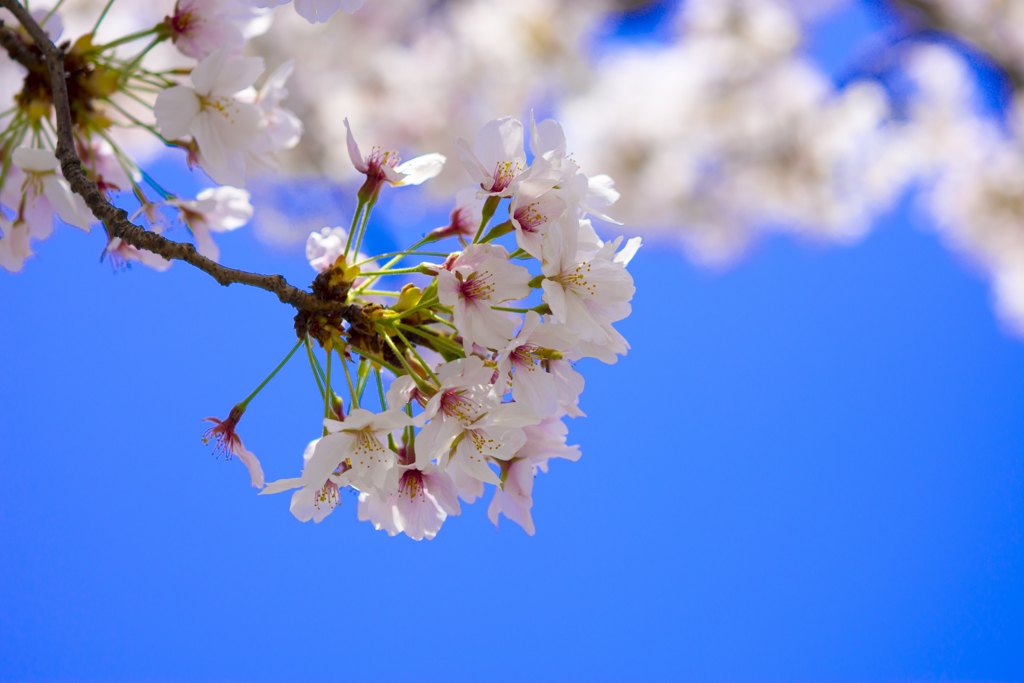 桜⑥