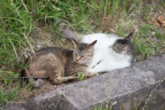 吾輩は猫である④