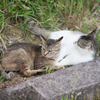 吾輩は猫である④