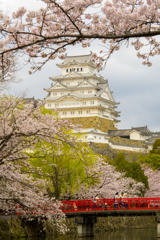 桜①