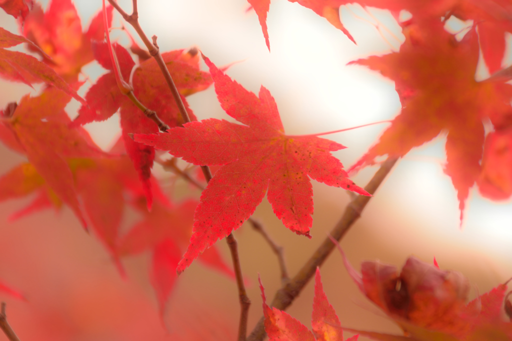 紅葉