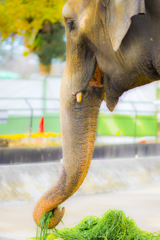 姫路市立動物園②