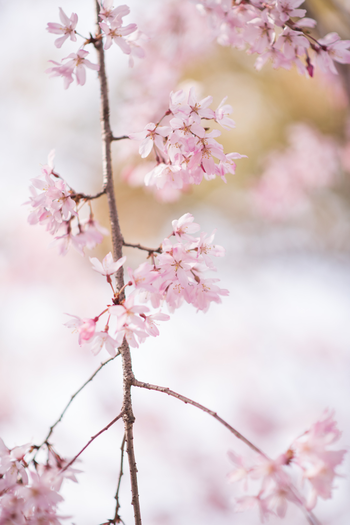 今年も桜が見れました