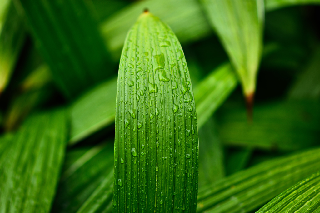 雨の日しずく①