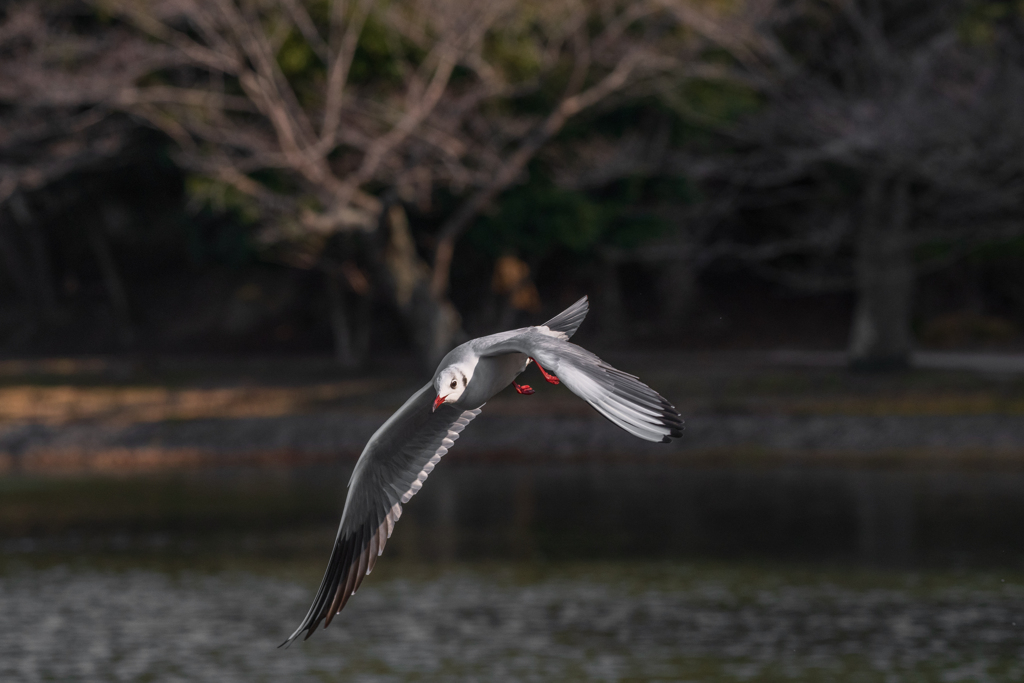 ユリカモメ