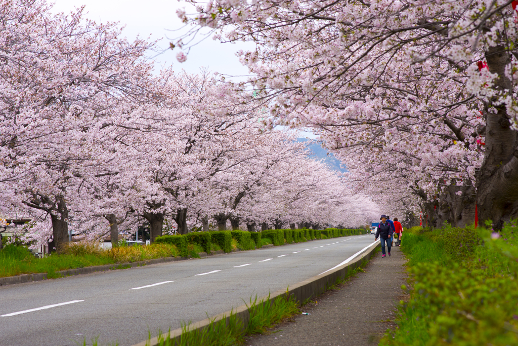 桜④