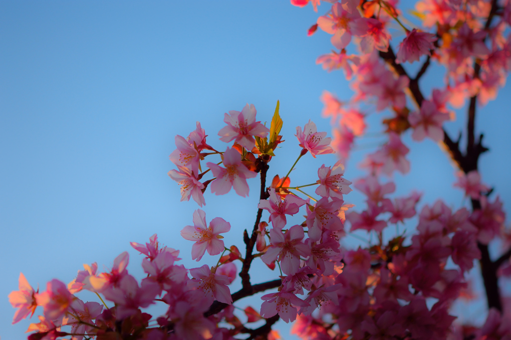 河津桜①