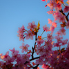 河津桜①