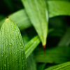 雨の日しずく②