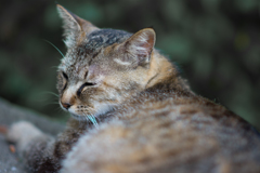 吾輩は猫である②
