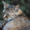 吾輩は猫である②