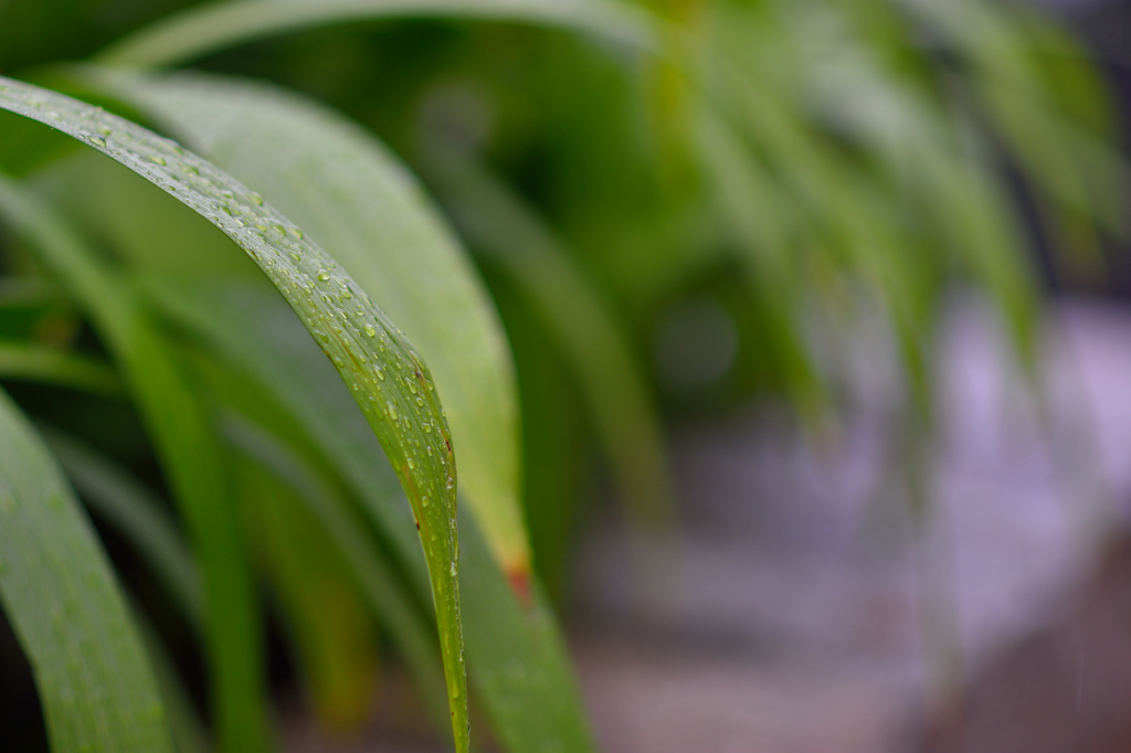 雨の日しずく⑤