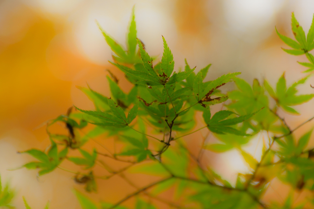 紅葉