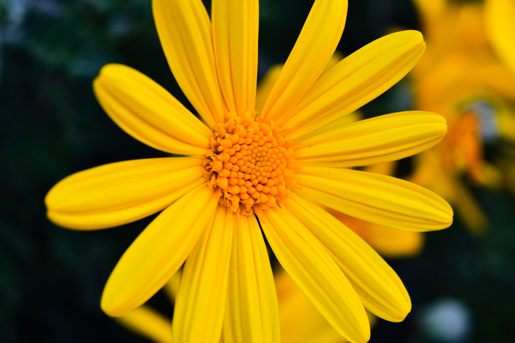 Flower②