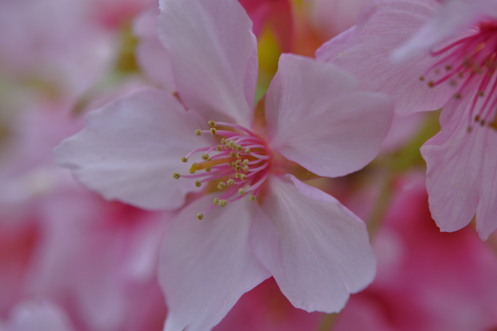 河津桜③