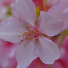 河津桜③