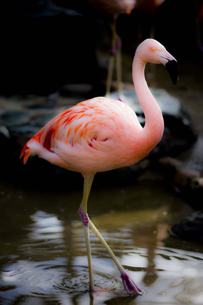 姫路市立動物園①
