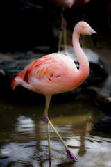 姫路市立動物園①
