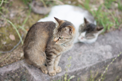 吾輩は猫である⑤