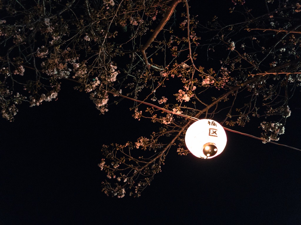 歩き夜桜