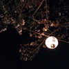 歩き夜桜