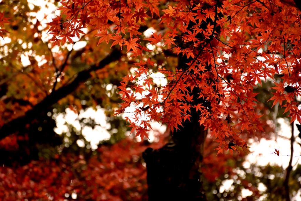 これぞ紅葉