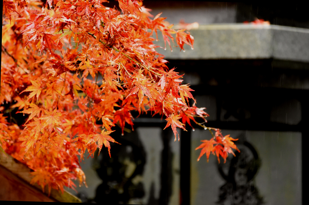 高尾の紅葉